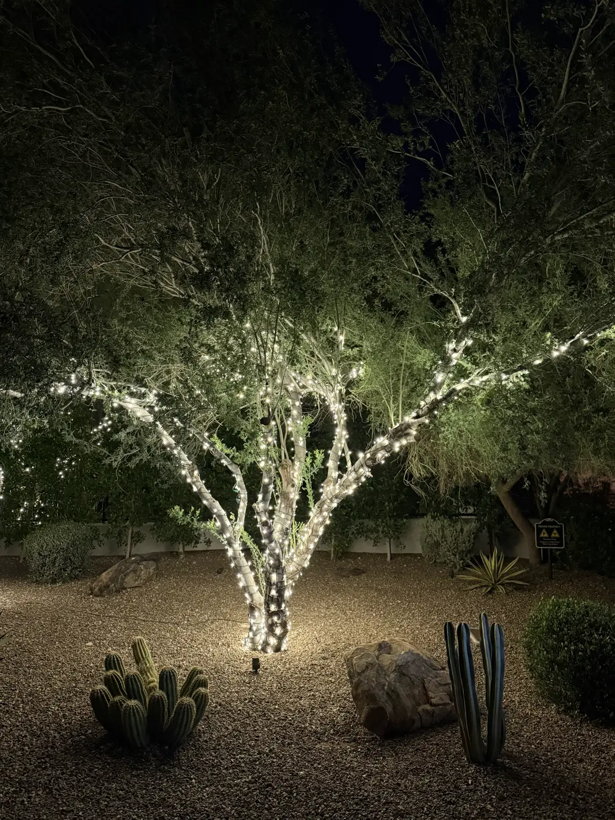 Desert tree with every branch wrapped in lights