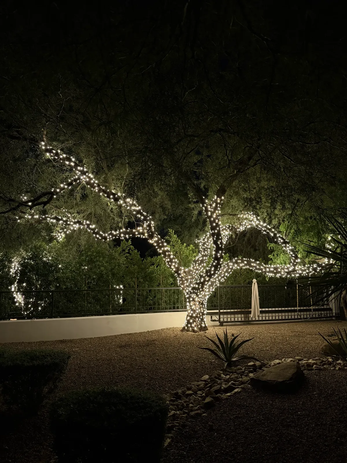 A desert tree with every branch wrapped in warm white lights