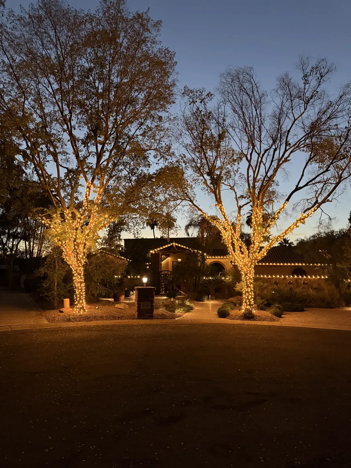 Two large trees wrapped in warm lights at dusk