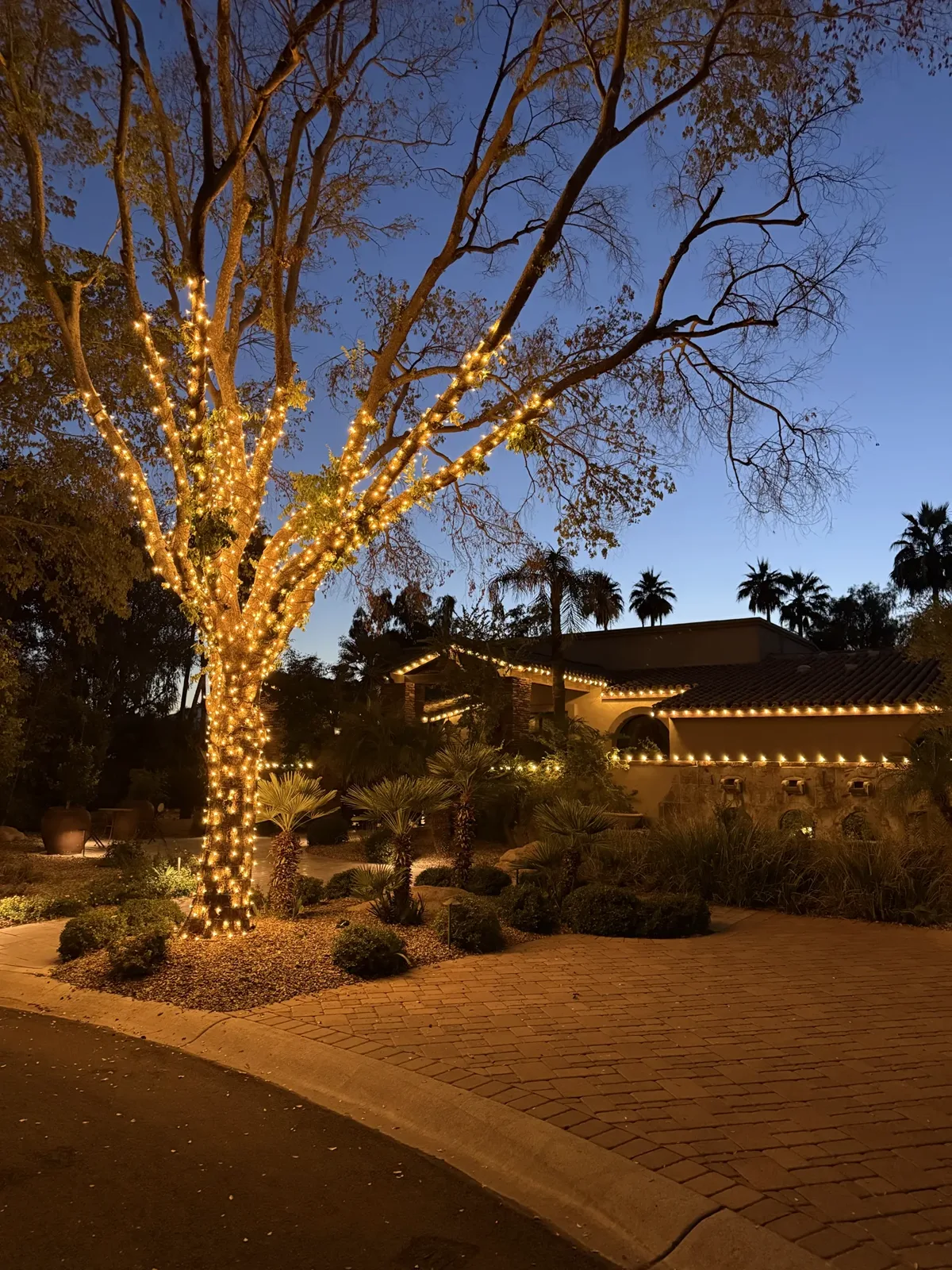 A large tree wrapped trunk to branch tips in warm white lights at dusk